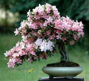 تصویر برای دسته  گل های زینتی