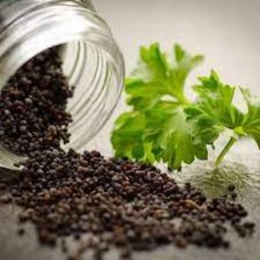 تصویر برای دسته  بذر دارویی