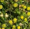 تصویر  بابونه اورا