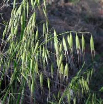 تصویر  یولاف وحشی