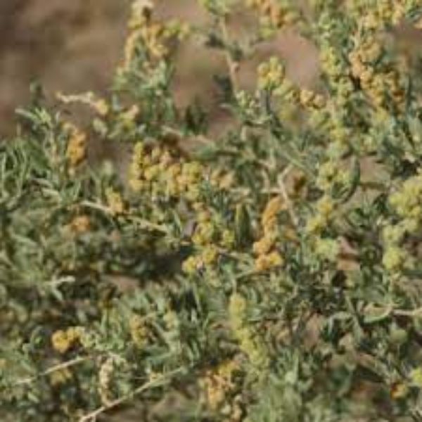تصویر  آتریپلکس کانی سنس