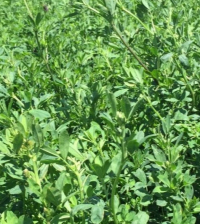 انواع روش کاشت یونجه