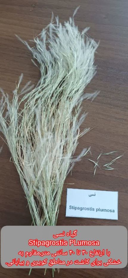 گیاه بیابانی نسی stipagrostis plumosa